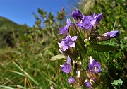 27 Genzianella germanica (Gentianella germanica) in fiore